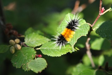 Obraz premium Spotted Tussock Moth (Lophocampa maculata) caterpillar on alders in Beartooth Mountains, Montana