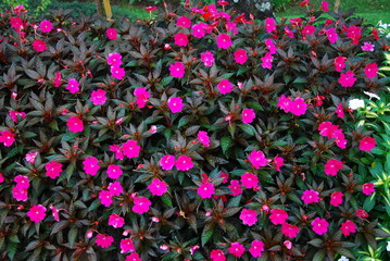 Fototapeta premium Beautiful colorful flowers.