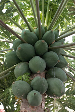 Papayas