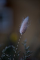 feather on a black background