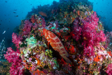 Colorful Coral Grouper on a tropical coral reef