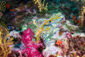 Fototapeta na wymiar Beautiful Ornate Ghost Pipefish on a tropical coral reef