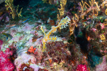Obraz na płótnie Canvas Delicate and beautiful Ornate Ghost Pipefish on a tropical coral reef (Richelieu Rock, Thailand)
