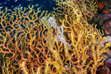 Delicate and beautiful Ornate Ghost Pipefish on a tropical coral reef (Richelieu Rock, Thailand)