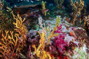 Fototapeta na wymiar Beautiful Ornate Ghost Pipefish on a tropical coral reef