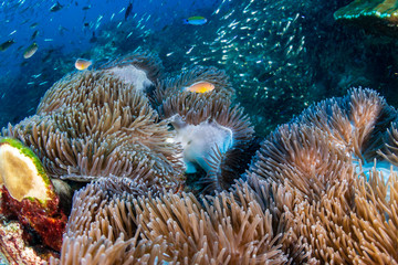 Pink Skunk Clownfish on a tropical coral reef
