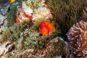 Beautful Saddleback Tomato Clownfish on an asian tropical coral reef