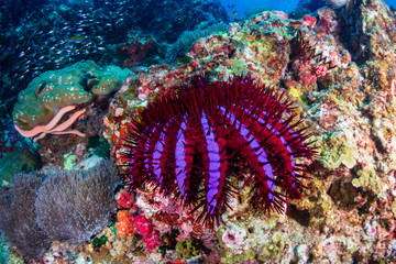 Naklejka na ściany i meble Crown of Thorns Starfish feeding on hard corals on a tropical reef