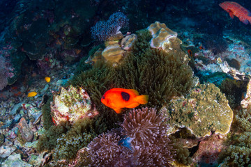 Fototapeta na wymiar Beautful Saddleback Tomato Clownfish on an asian tropical coral reef