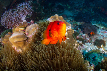 Beautful Saddleback Tomato Clownfish on an asian tropical coral reef