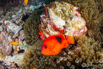 Obraz na płótnie Canvas Beautful Saddleback Tomato Clownfish on an asian tropical coral reef