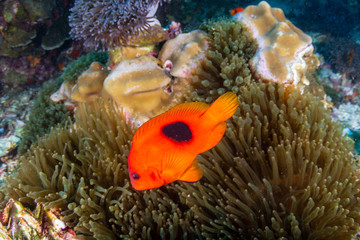 Beautful Saddleback Tomato Clownfish on an asian tropical coral reef
