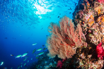 Fototapeta na wymiar A beautiful, colorful tropical coral reef system in asia