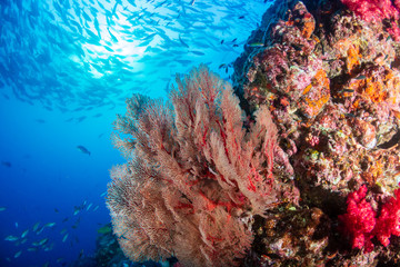 A beautiful, colorful tropical coral reef system in asia