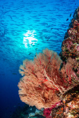 A beautiful, colorful tropical coral reef system in asia