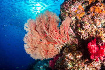 A beautiful, colorful tropical coral reef system in asia