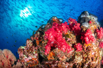 Fototapeta na wymiar A beautiful, colorful tropical coral reef system in asia