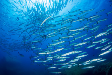 A swirling tornado of schooling Barracuda in a blue water tropical ocean