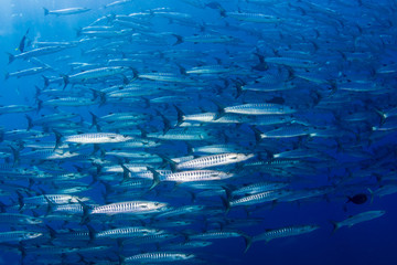 A swirling tornado of schooling Barracuda in a blue water tropical ocean
