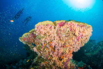 Fototapeta na wymiar SCUBA divers over a colorful tropical coral reef in Thailand