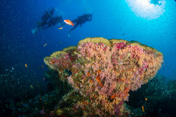 Obraz premium SCUBA divers over a colorful tropical coral reef in Thailand