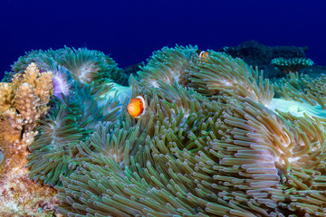 Naklejka na ściany i meble A family of beautiful Clownfish on a tropical coral reef