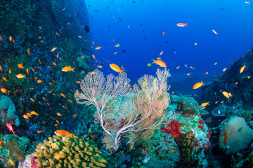 Naklejka na ściany i meble Tropical fish swimming around a beautiful tropical coral reef