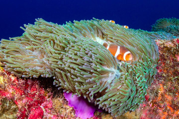 A family of beautiful Clownfish on a tropical coral reef