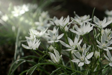 spring white flowers in the garden