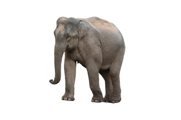 Fototapeta na wymiar Asian elephant isolated on white background (female)