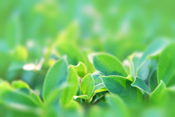 Obraz premium Green leaves in the garden under sunlight. Green leaves texture on blurred background. Nature, fresh, greenery and ecology background and wallpaper.