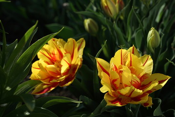 yellow tulips in the garden