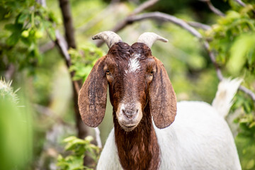 wild white and brown goat in the field