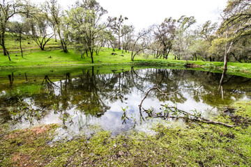 Trees Reflection Off Country Pond