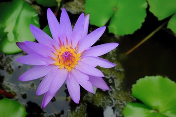 Purple Water Lily or Lotus in Pond.