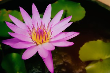 Purple Water Lily or Lotus in Pond.