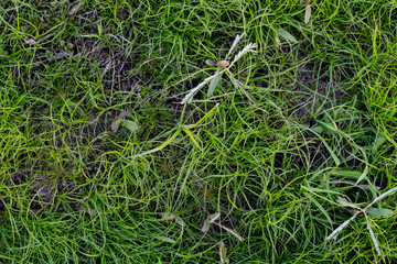 Green grass on the ground.