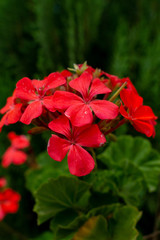 Flores roja 