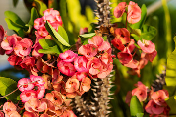 Crown of thorns, Christ Thorn or Euphorbia milli flowers