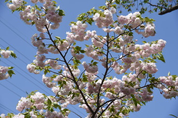 Double cherry blossoms are in full bloom.