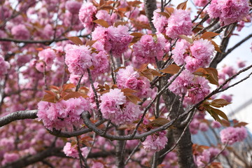 Double cherry blossoms are in full bloom.