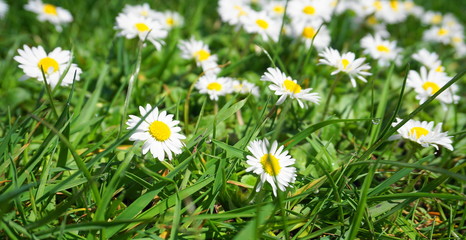 White Chamomile flowers meadow on green grass background close up.