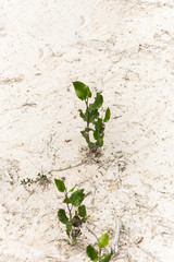 Tiny green shrub growing out from arid desert landscape.