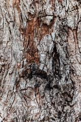 Rough tree bark separating from trunk surface.