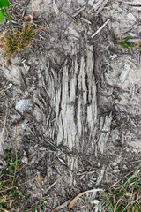 Fallen tree bark on forest floor.