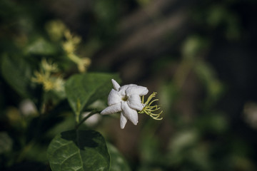 white flower