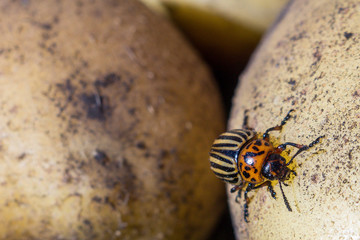 A close up image of the striped Colorado potato beetle that crawls on potatoes and green leaves and eats them.