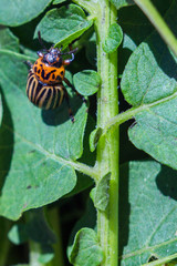A close up image of the striped Colorado potato beetle that crawls on potatoes and green leaves and eats them.