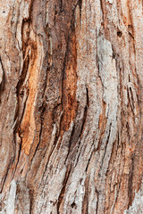 Tree bark moving in curved direction along trunk surface.