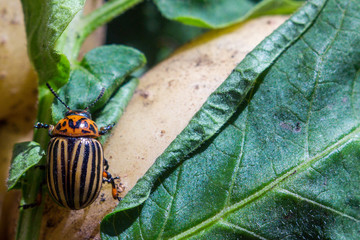 A close up image of the striped Colorado potato beetle that crawls on potatoes and green leaves and eats them.